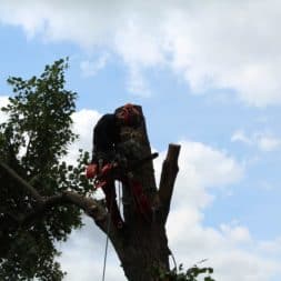 baumfaeller161 - Der Baum muss weg – Kletterer am Werk