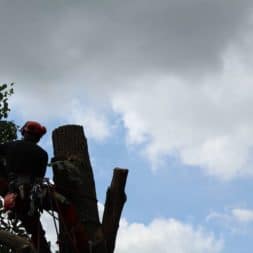 baumfaeller181 - Der Baum muss weg – Kletterer am Werk