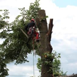 baumfaeller201 - Der Baum muss weg – Kletterer am Werk