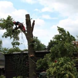 baumfaeller231 - Der Baum muss weg – Kletterer am Werk