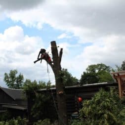 baumfaeller251 - Der Baum muss weg – Kletterer am Werk