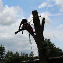 baumfaeller261 - Der Baum muss weg – Kletterer am Werk