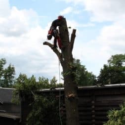 baumfaeller291 - Der Baum muss weg – Kletterer am Werk
