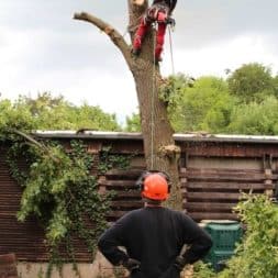 baumfaeller331 - Der Baum muss weg – Kletterer am Werk