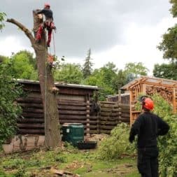 baumfaeller341 - Der Baum muss weg – Kletterer am Werk