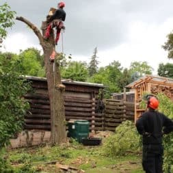 baumfaeller361 - Der Baum muss weg – Kletterer am Werk