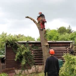 baumfaeller381 - Der Baum muss weg – Kletterer am Werk