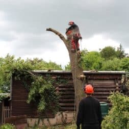 baumfaeller391 - Der Baum muss weg – Kletterer am Werk