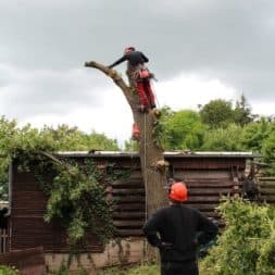 baumfaeller411 - Der Baum muss weg – Kletterer am Werk
