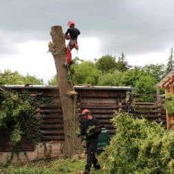 baumfaeller421 - Der Baum muss weg – Kletterer am Werk