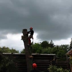 baumfaeller441 - Der Baum muss weg – Kletterer am Werk