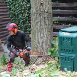 baumfaeller551 - Der Baum muss weg – Kletterer am Werk