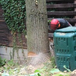 baumfaeller59 - Der Baum muss weg – Kletterer am Werk