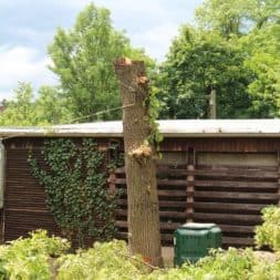 baumfaeller68 - Der Baum muss weg – Kletterer am Werk