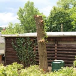 baumfaeller69 - Der Baum muss weg – Kletterer am Werk