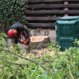 baumfaeller74 - Der Baum muss weg – Kletterer am Werk