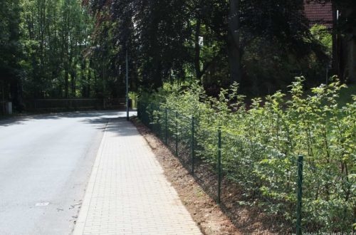 zaun und hainbuchenhecke 3 - Einfriedung durch Hainbuchenhecke und Zaun an der Straße