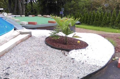 palme und neuer rasen am pool 9 - Carrara Kies und Palme am Pool