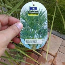 winterharte palmen an den pool pflanzen 2 - Palmen für den Pool - Urlaubsstimmung im eigenen Garten