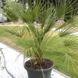 winterharte palmen an den pool pflanzen 29 - Palmen für den Pool - Urlaubsstimmung im eigenen Garten