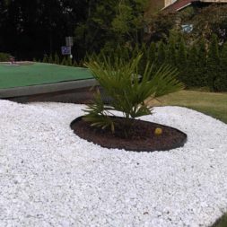 winterharte palmen an den pool pflanzen 30 - Palmen für den Pool - Urlaubsstimmung im eigenen Garten