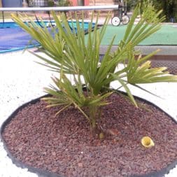 winterharte palmen an den pool pflanzen 31 - Palmen für den Pool - Urlaubsstimmung im eigenen Garten
