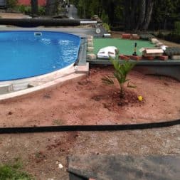 winterharte palmen an den pool pflanzen 7 - Palmen für den Pool - Urlaubsstimmung im eigenen Garten
