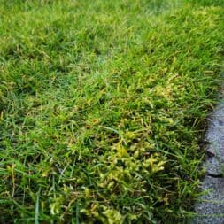 Rasen nach dem winter fit machen maehen vertikutieren duengen rasenbewaesserung commaik.de 015 - Prepare your lawn in spring for the gardening season