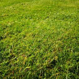 Rasen nach dem winter fit machen maehen vertikutieren duengen rasenbewaesserung commaik.de 36 - Rasen im Frühjahr für die Gartensaison vorbereiten