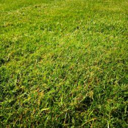 Rasen nach dem winter fit machen maehen vertikutieren duengen rasenbewaesserung commaik.de 36 scaled - Prepare your lawn in spring for the gardening season
