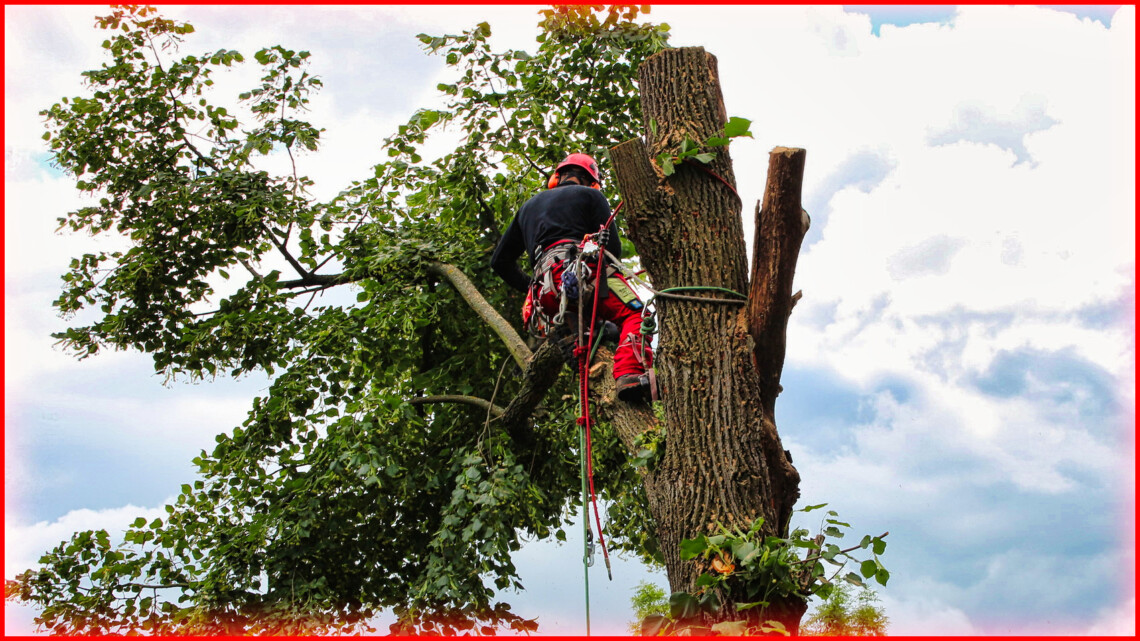 Garten 1 Ein Baumkletterer, der eine Sicherheitsausrüstung trägt, klettert auf einen großen Baum und beschneidet ihn mit Hilfe von Seilen und Klettergurten. Er arbeitet von Oben nach Unten, mit grünen Blättern und einem bewölkten Himmel im Hintergrund. www.commaik.de