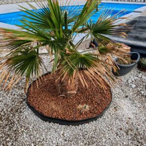 Winterharte Palmen für den Garten Diese 5 Arten vertragen Frost bis