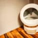 Automatisches Katzenklo im Test: Selbstreinigende Katzentoilette ohne Geruch - Mova LR10 62 Ein modernes, rundes automatisches Katzenklo steht auf einem Holzboden neben einer beigen Wand und einem Holzbalken. Das Gerät hat ein weiß-goldenes Design mit einem transparenten Frontfenster. www.commaik.de